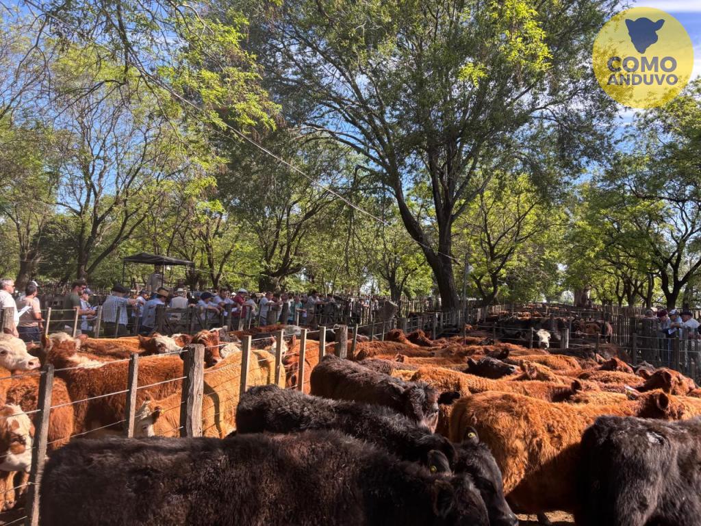 Hugo R. Arístegui y Cía